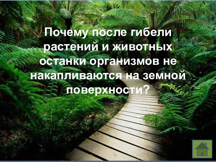 Почему после гибели растений и животных останки организмов не накапливаются на земной поверхности?