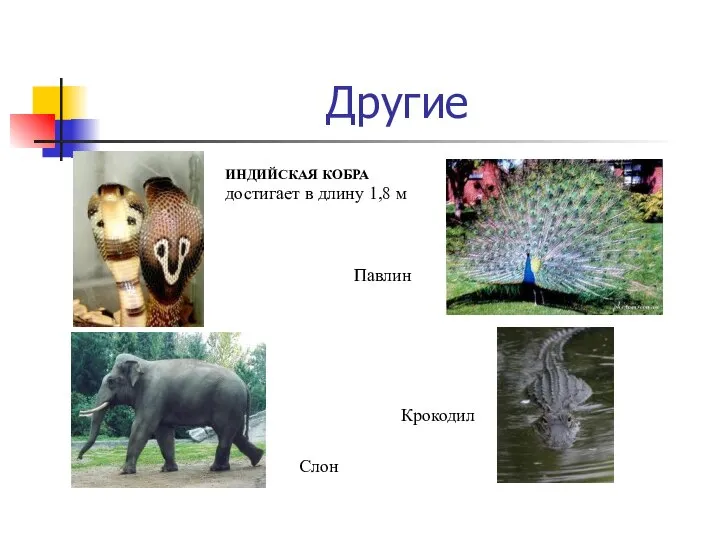 Другие ИНДИЙСКАЯ КОБРА достигает в длину 1,8 м Слон Крокодил Павлин