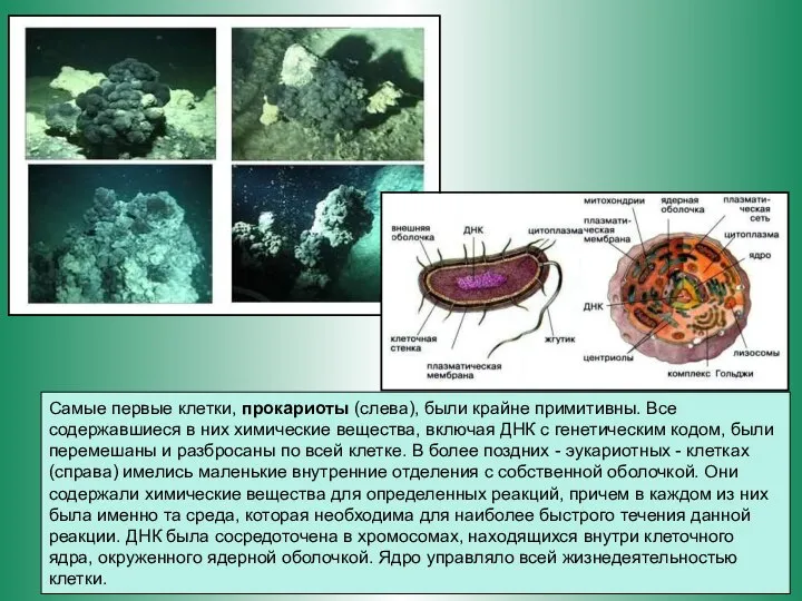 Самые первые клетки, прокариоты (слева), были крайне примитивны. Все содержавшиеся в