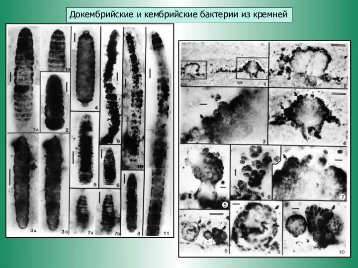 Докембрийские и кембрийские бактерии из кремней