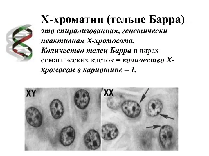 Х-хроматин (тельце Барра) – это спирализованная, генетически неактивная Х-хромосома. Количество телец