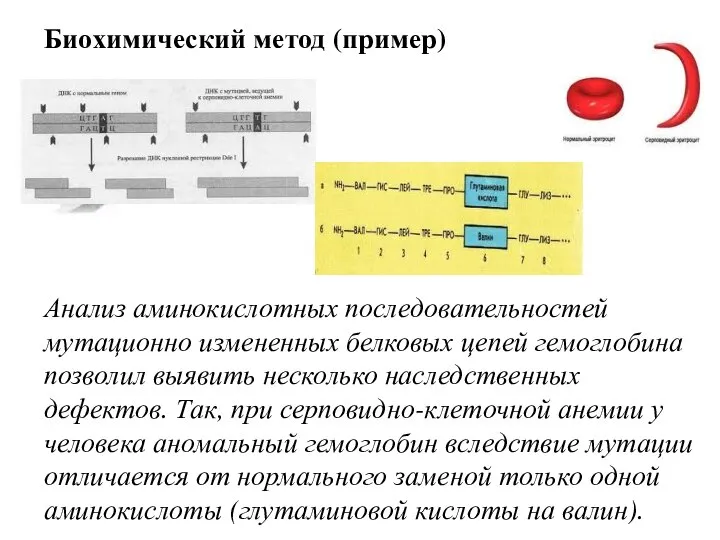 Биохимический метод (пример) Анализ аминокислотных последовательностей мутационно измененных белковых цепей гемоглобина