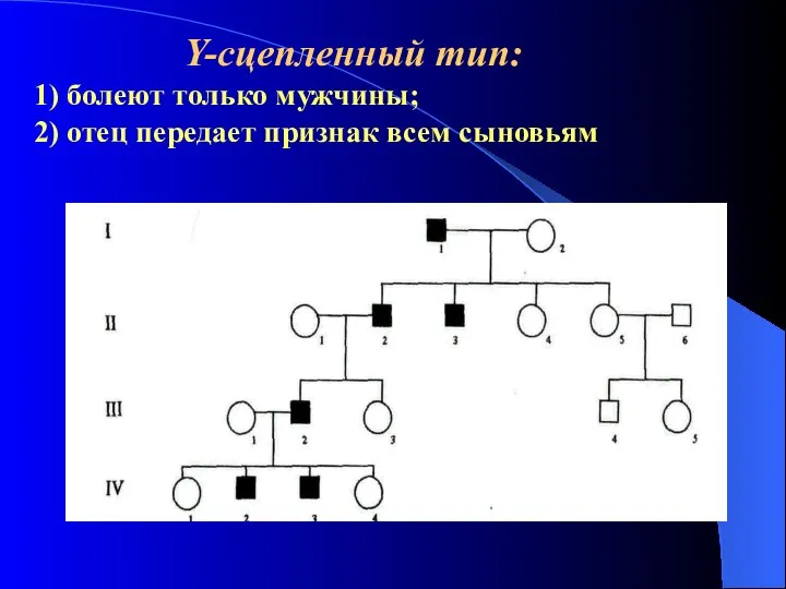 Y-сцепленный тип: 1) болеют только мужчины; 2) отец передает признак всем сыновьям