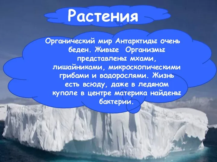 Растения Органический мир Антарктиды очень беден. Живые Организмы представлены мхами, лишайниками,