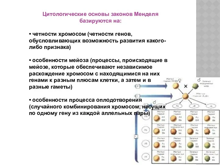 Цитологические основы законов Менделя базируются на: • четности хромосом (четности генов,