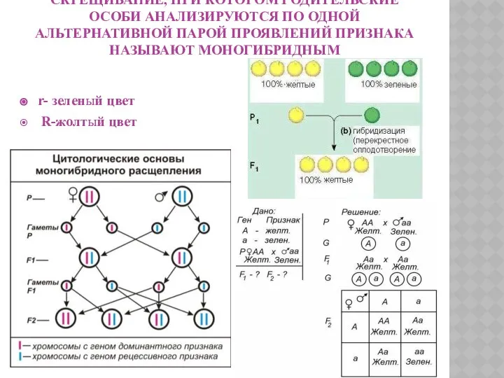 СКРЕЩИВАНИЕ, ПРИ КОТОРОМ РОДИТЕЛЬСКИЕ ОСОБИ АНАЛИЗИРУЮТСЯ ПО ОДНОЙ АЛЬТЕРНАТИВНОЙ ПАРОЙ ПРОЯВЛЕНИЙ