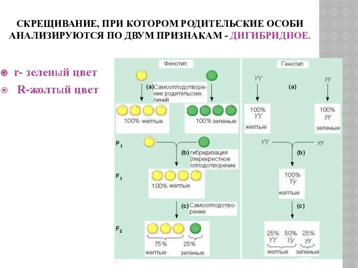 СКРЕЩИВАНИЕ, ПРИ КОТОРОМ РОДИТЕЛЬСКИЕ ОСОБИ АНАЛИЗИРУЮТСЯ ПО ДВУМ ПРИЗНАКАМ - ДИГИБРИДНОЕ. r- зеленый цвет R-жолтый цвет