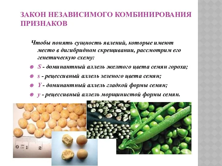 ЗАКОН НЕЗАВИСИМОГО КОМБИНИРОВАНИЯ ПРИЗНАКОВ Чтобы понять сущность явлений, которые имеют место