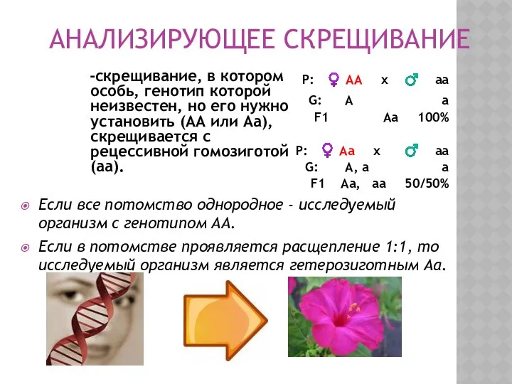 АНАЛИЗИРУЮЩЕЕ СКРЕЩИВАНИЕ P: ♀ АА x ♂ аа G: А а