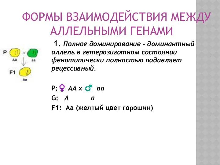 ФОРМЫ ВЗАИМОДЕЙСТВИЯ МЕЖДУ АЛЛЕЛЬНЫМИ ГЕНАМИ 1. Полное доминирование - доминантный аллель