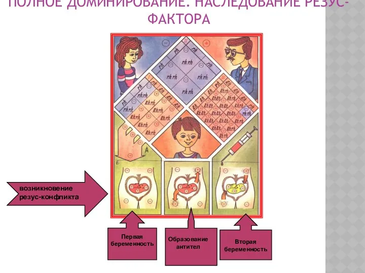 ПОЛНОЕ ДОМИНИРОВАНИЕ. НАСЛЕДОВАНИЕ РЕЗУС-ФАКТОРА возникновение резус-конфликта Первая беременность Образование антител Вторая беременность