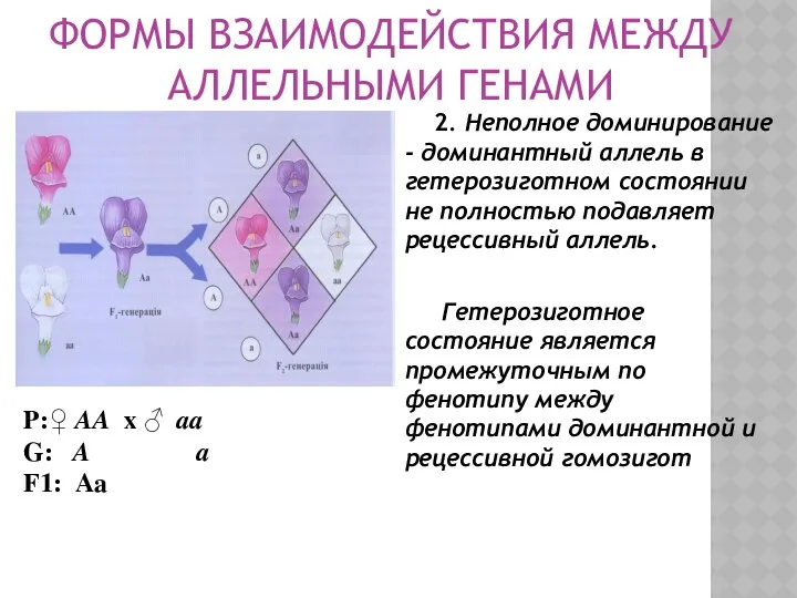 ФОРМЫ ВЗАИМОДЕЙСТВИЯ МЕЖДУ АЛЛЕЛЬНЫМИ ГЕНАМИ 2. Неполное доминирование - доминантный аллель