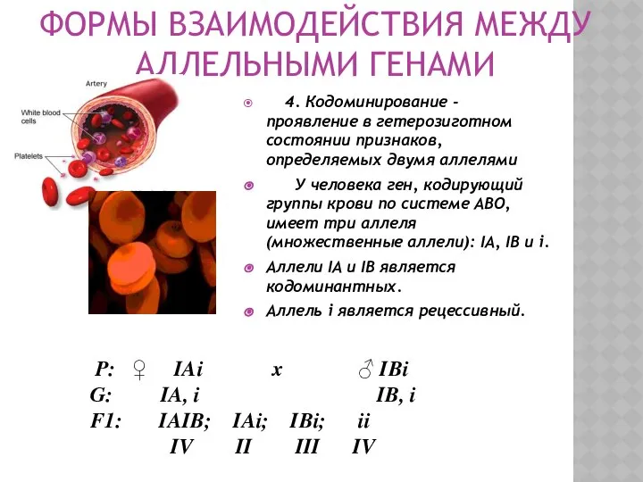 ФОРМЫ ВЗАИМОДЕЙСТВИЯ МЕЖДУ АЛЛЕЛЬНЫМИ ГЕНАМИ 4. Кодоминирование - проявление в гетерозиготном