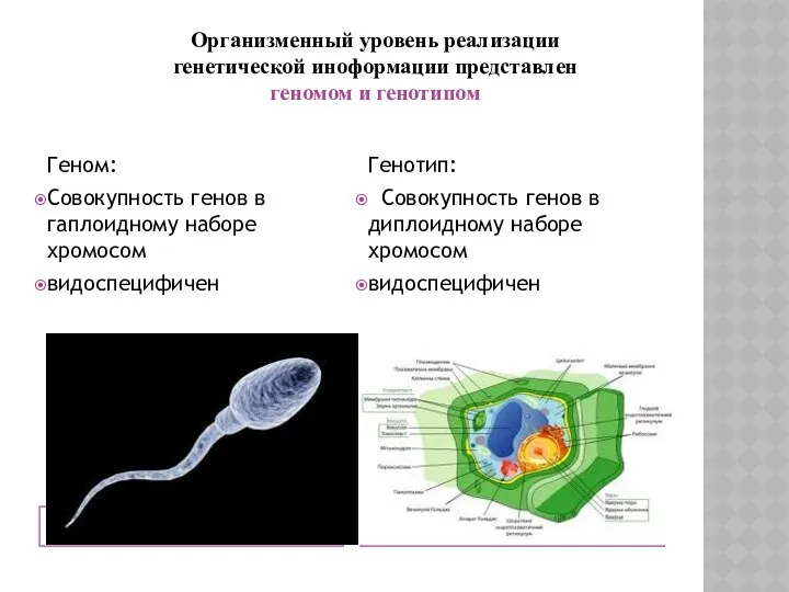 Геном: Совокупность генов в гаплоидному наборе хромосом видоспецифичен Генотип: Совокупность генов