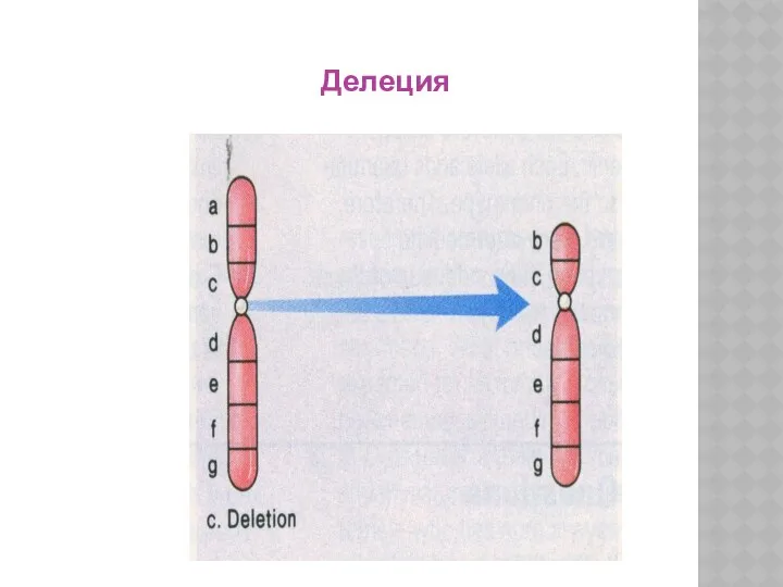 Делеция