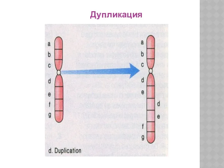 Дупликация