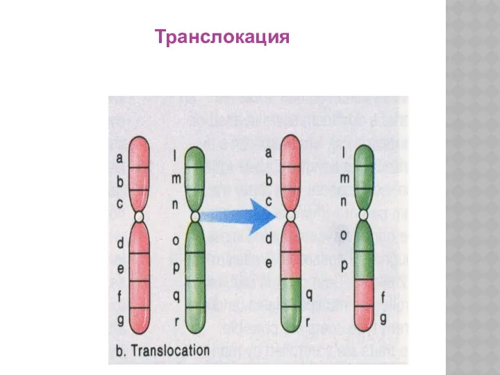 Транслокация