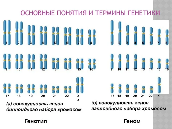 ОСНОВНЫЕ ПОНЯТИЯ И ТЕРМИНЫ ГЕНЕТИКИ (a) совокупность генов диплоидного набора хромосом