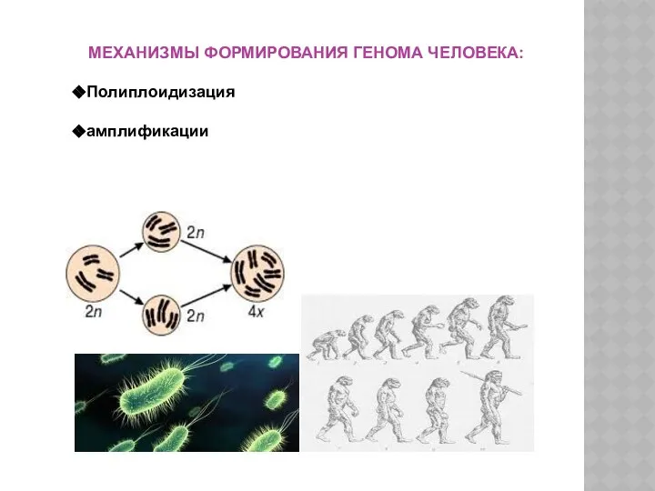 МЕХАНИЗМЫ ФОРМИРОВАНИЯ ГЕНОМА ЧЕЛОВЕКА: Полиплоидизация амплификации