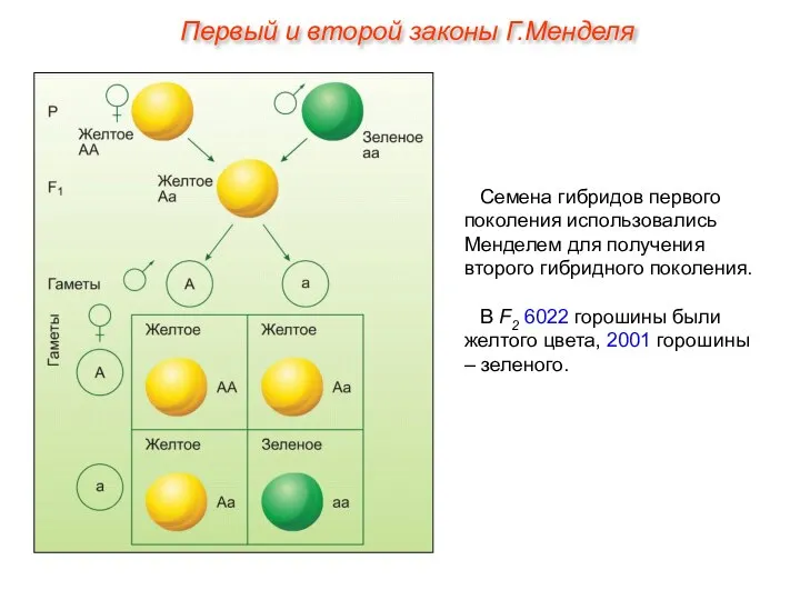 Семена гибридов первого поколения использовались Менделем для получения второго гибридного поколения.
