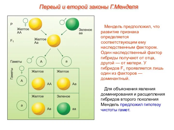 Мендель предположил, что развитие признака определяется соответствующим ему наследственным фактором. Один