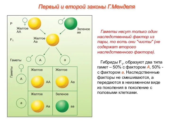 Гаметы несут только один наследственный фактор из пары, то есть они