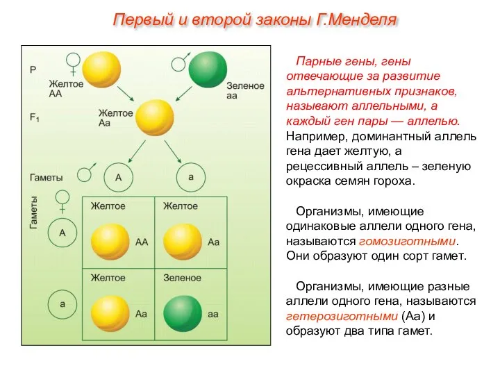 Парные гены, гены отвечающие за развитие альтернативных признаков, называют аллельными, а