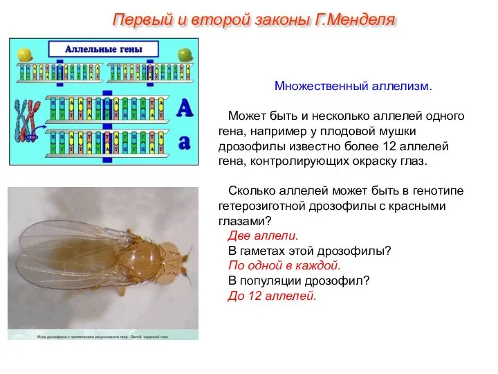 Множественный аллелизм. Может быть и несколько аллелей одного гена, например у