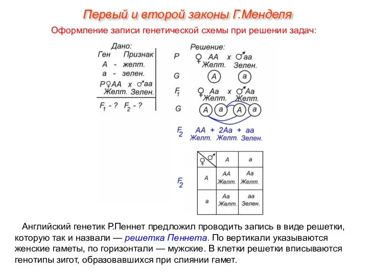 Английский генетик Р.Пеннет предложил проводить запись в виде решетки, которую так