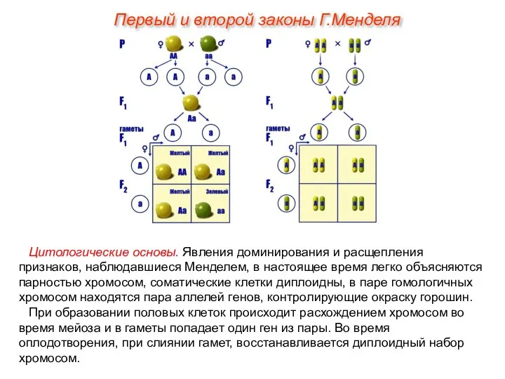 Цитологические основы. Явления доминирования и расщепления признаков, наблюдавшиеся Менделем, в настоящее