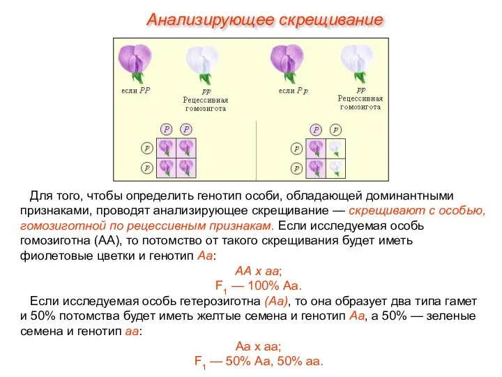 Анализирующее скрещивание Для того, чтобы определить генотип особи, обладающей доминантными признаками,