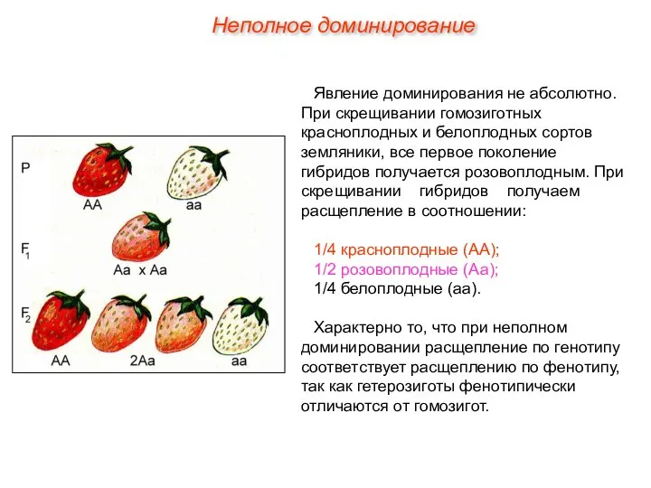 Неполное доминирование Явление доминирования не абсолютно. При скрещивании гомозиготных красноплодных и