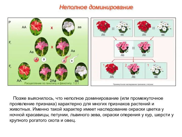 Неполное доминирование Позже выяснилось, что неполное доминирование (или промежуточное проявление признака)