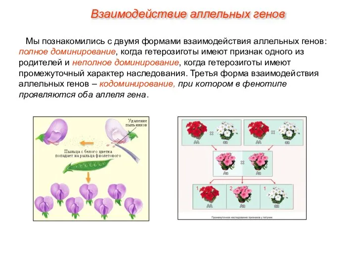 Взаимодействие аллельных генов Мы познакомились с двумя формами взаимодействия аллельных генов: