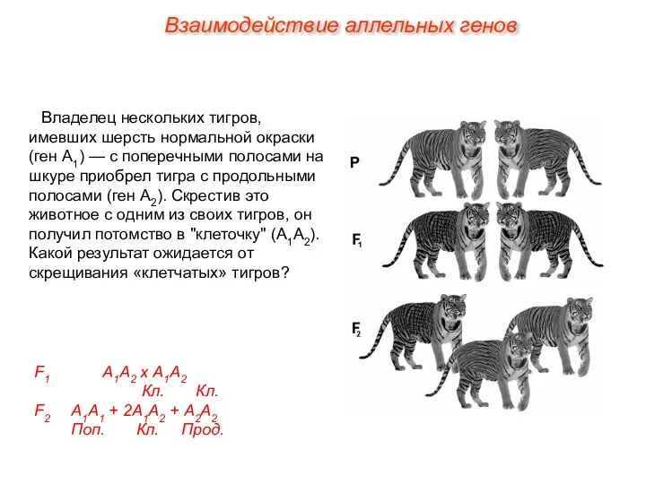 Владелец нескольких тигров, имевших шерсть нормальной окраски (ген А1) — с