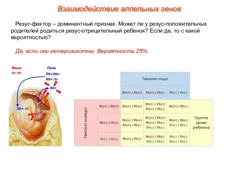 Резус-фактор – доминантный признак. Может ли у резус-положительных родителей родиться резус-отрицательный