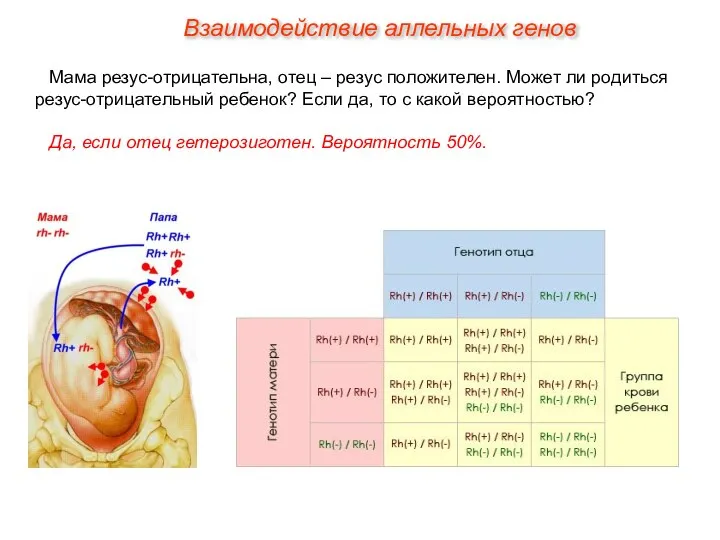 Мама резус-отрицательна, отец – резус положителен. Может ли родиться резус-отрицательный ребенок?