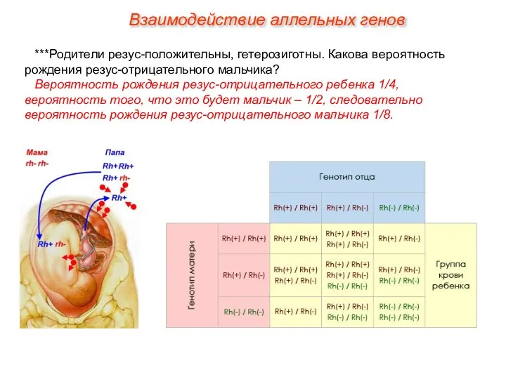 ***Родители резус-положительны, гетерозиготны. Какова вероятность рождения резус-отрицательного мальчика? Вероятность рождения резус-отрицательного