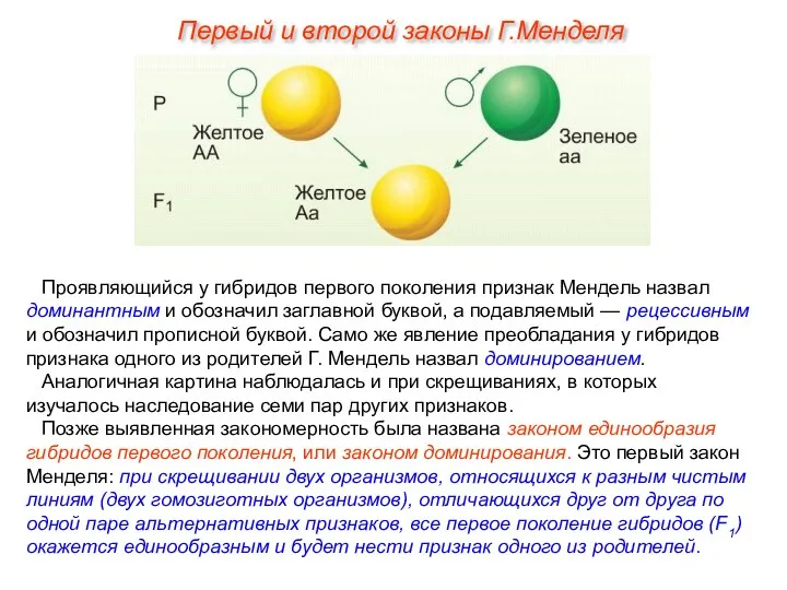 Проявляющийся у гибридов первого поколения признак Мендель назвал доминантным и обозначил