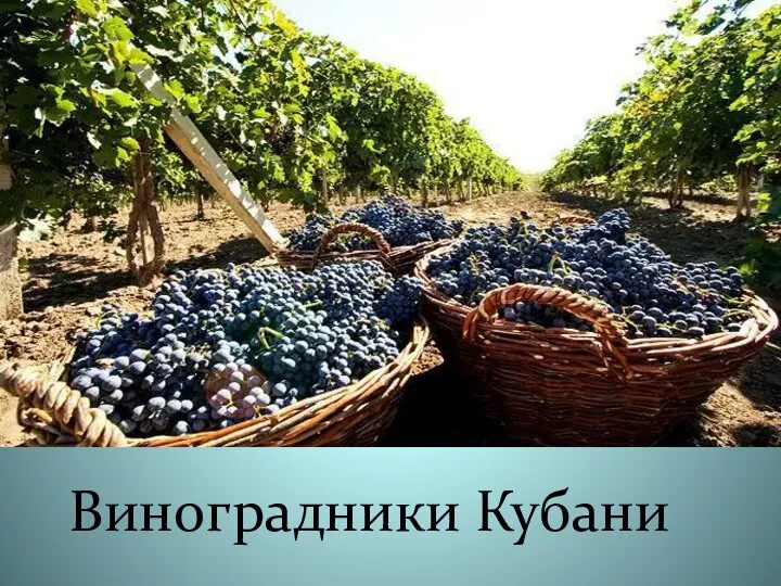 Виноградники Кубани