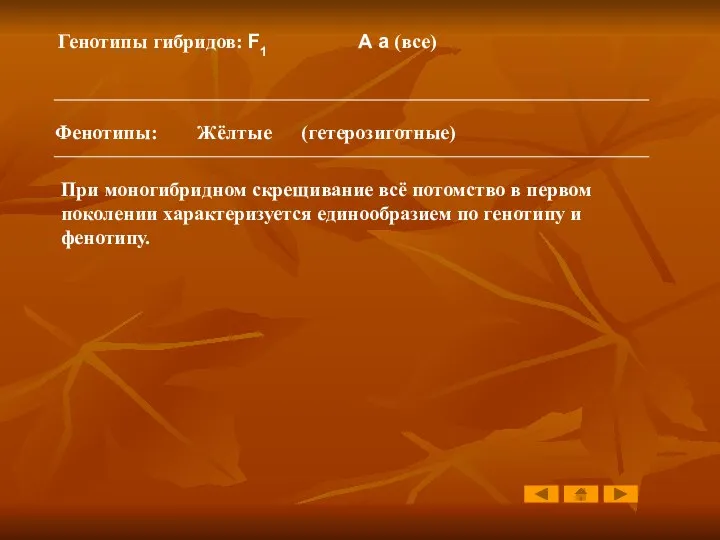 Генотипы гибридов: F1 А а (все) Фенотипы: Жёлтые (гетерозиготные) При моногибридном