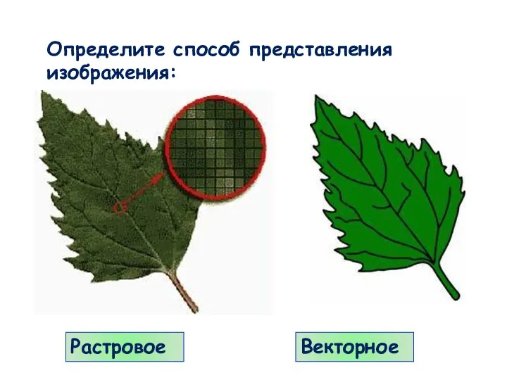 Растровое Векторное Определите способ представления изображения: