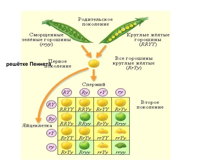 решётке Пеннета