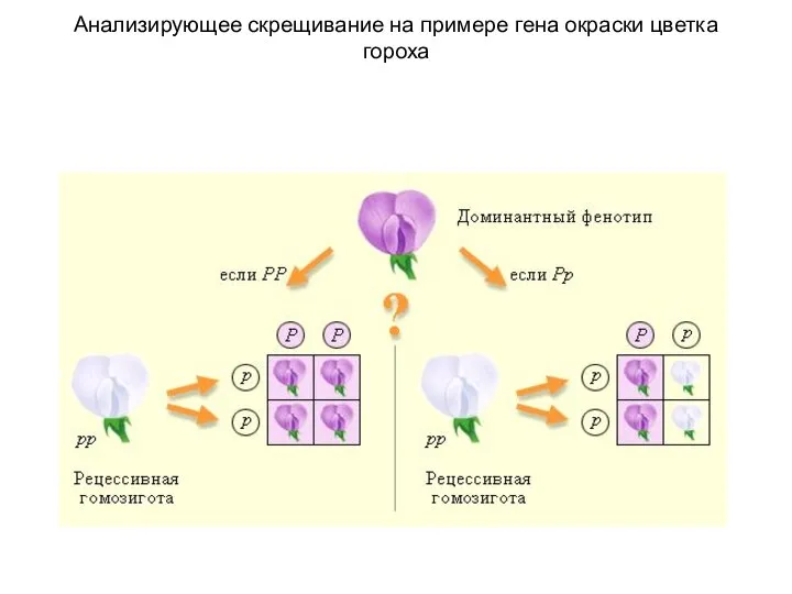 Анализирующее скрещивание на примере гена окраски цветка гороха