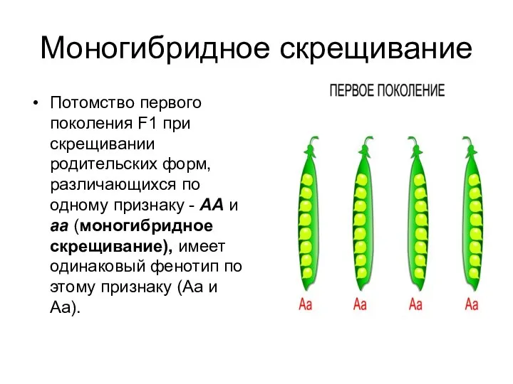 Моногибридное скрещивание Потомство первого поколения F1 при скрещивании родительских форм, различающихся