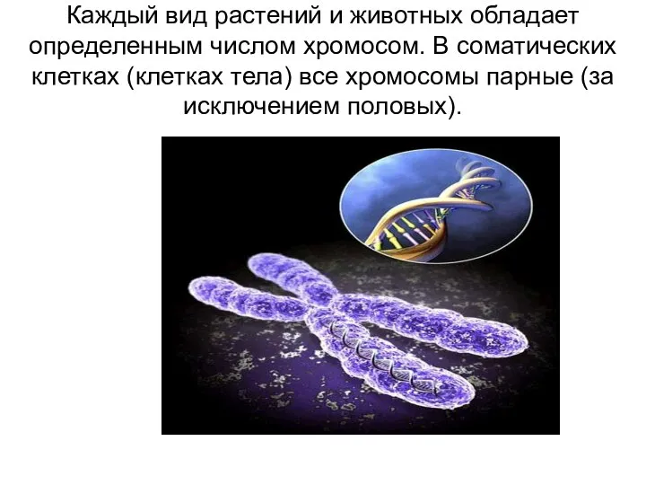 Каждый вид растений и животных обладает определенным числом хромосом. В соматических