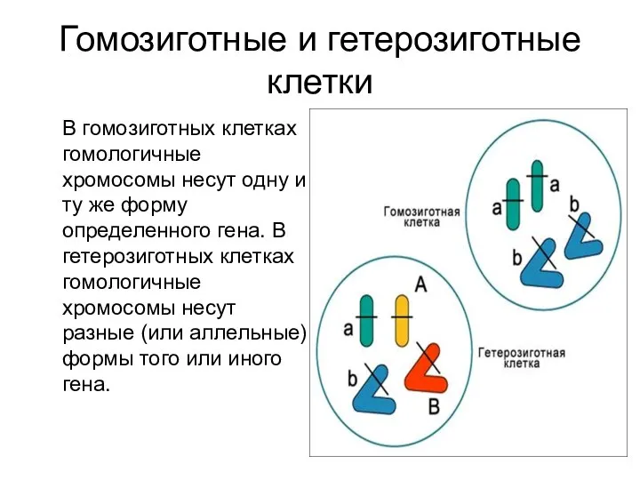 Гомозиготные и гетерозиготные клетки В гомозиготных клетках гомологичные хромосомы несут одну