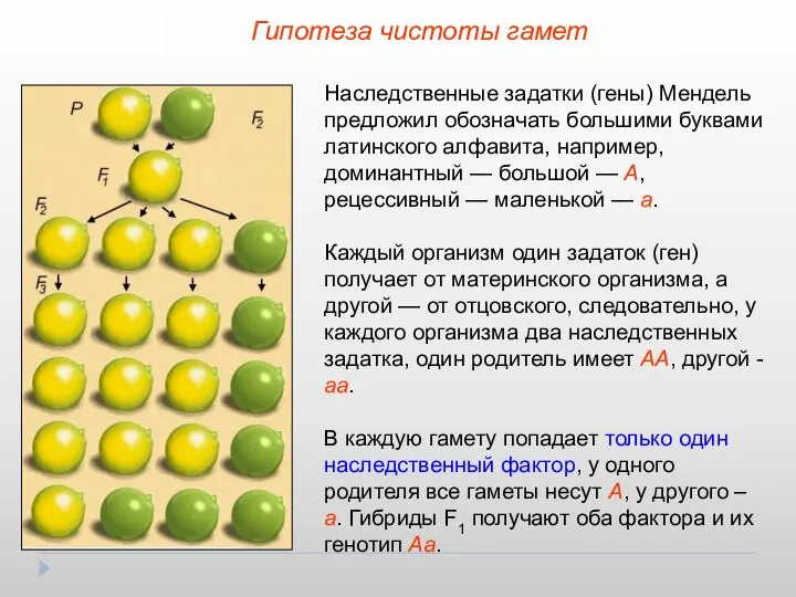 Наследственные задатки (гены) Мендель предложил обозначать большими буквами латинского алфавита, например,