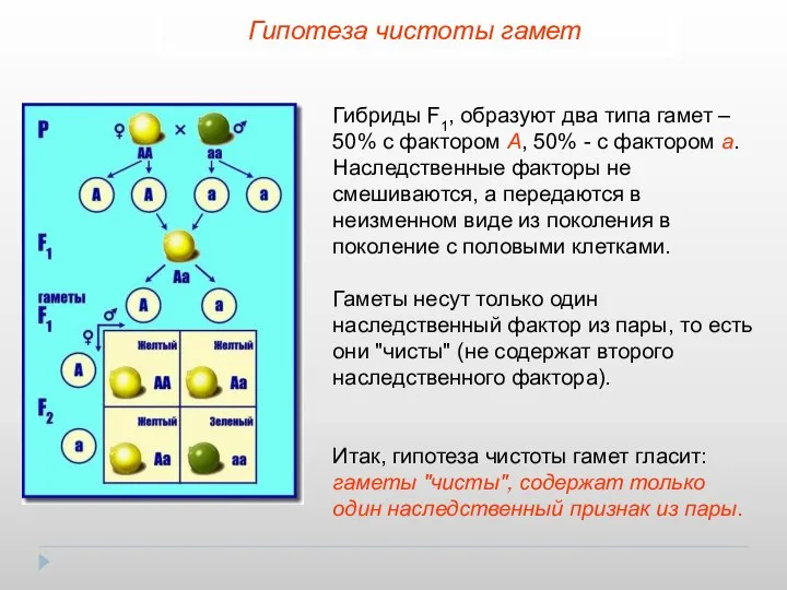 Гипотеза чистоты гамет Гибриды F1, образуют два типа гамет – 50%