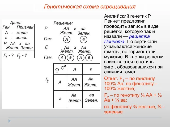 Генетическая схема скрещивания Английский генетик Р.Пеннет предложил проводить запись в виде